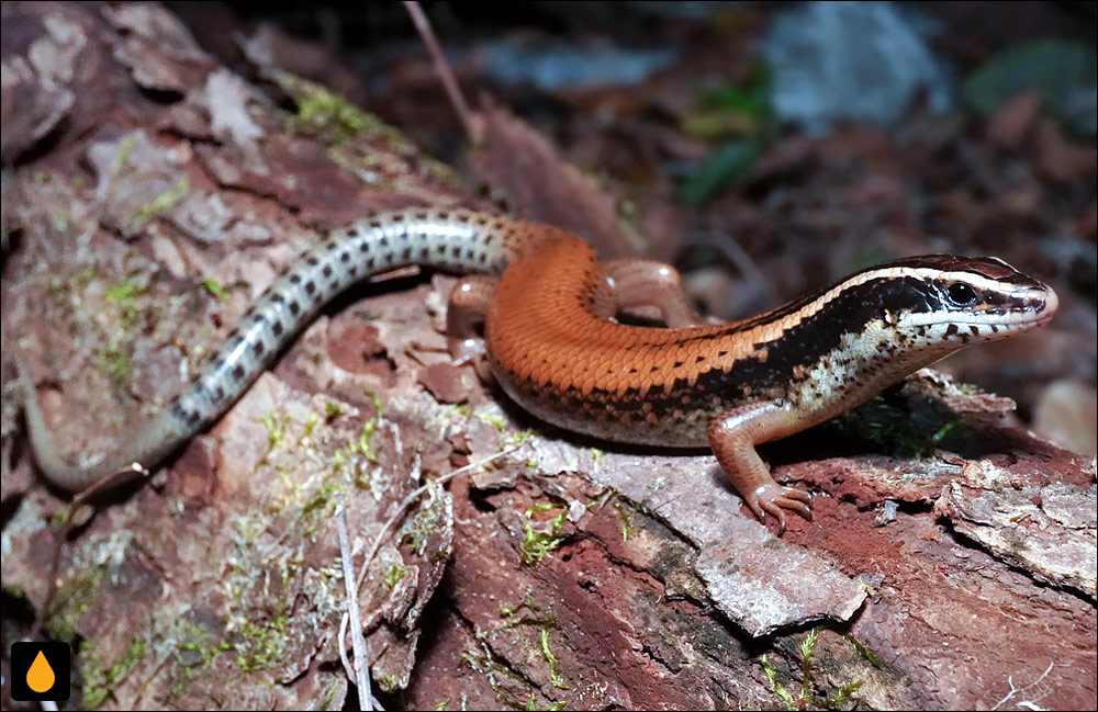 سقنقور شوارتزه