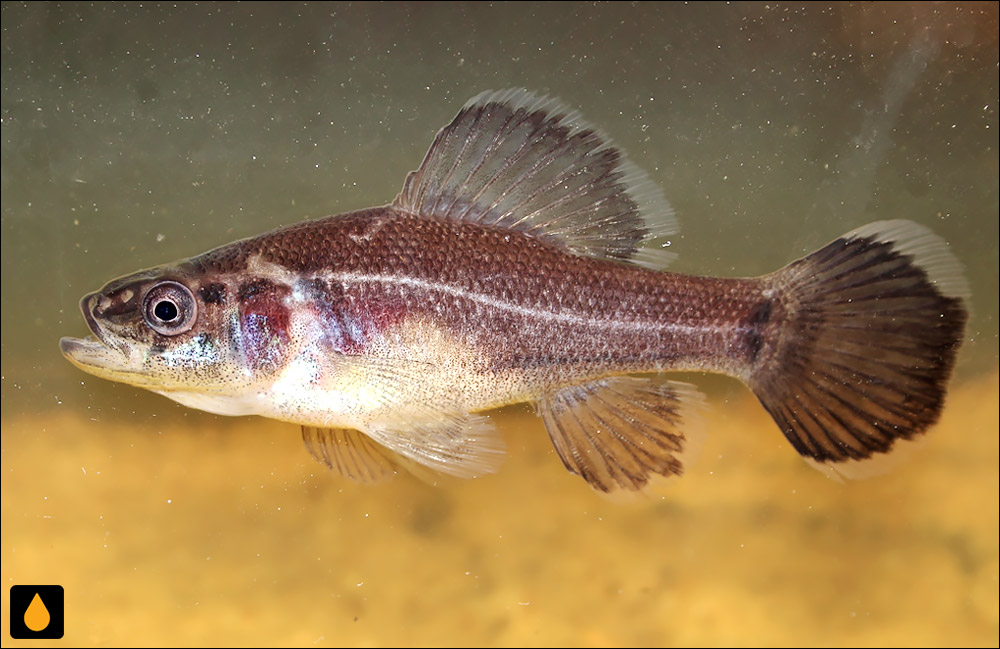 ماهی لوتی دزد (ماهی‌ای از خانواده‌ی Aphredoderidae)