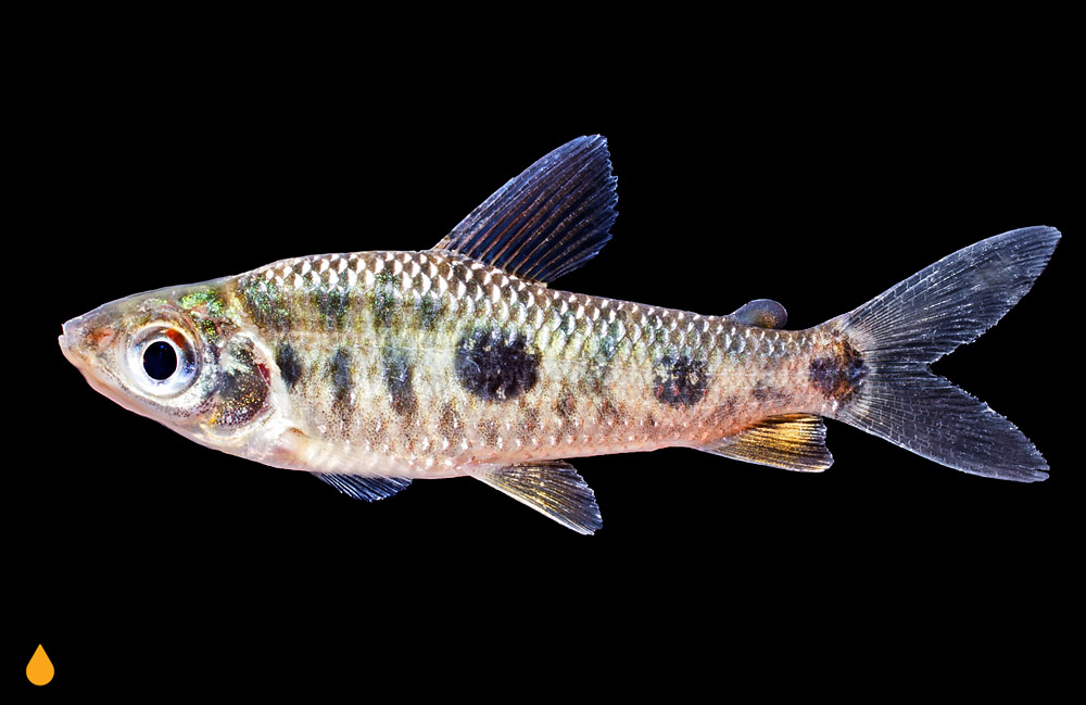 Leporinus aripuanaensis