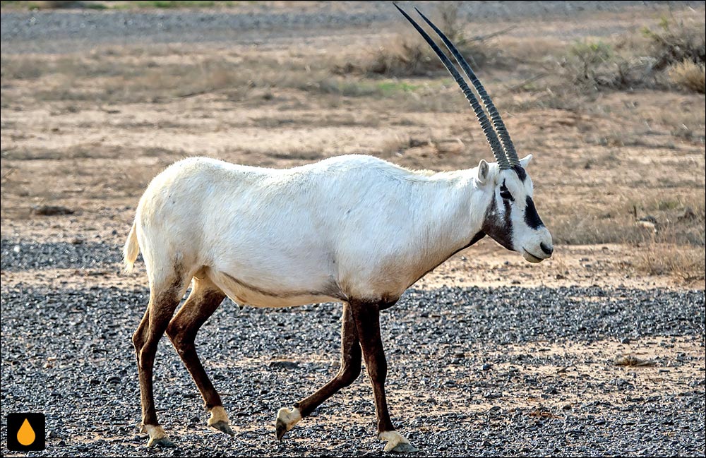 تیزشاخ عربی (تیزشاخ سفید)