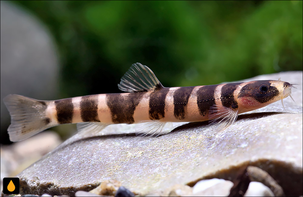 Schistura pridii