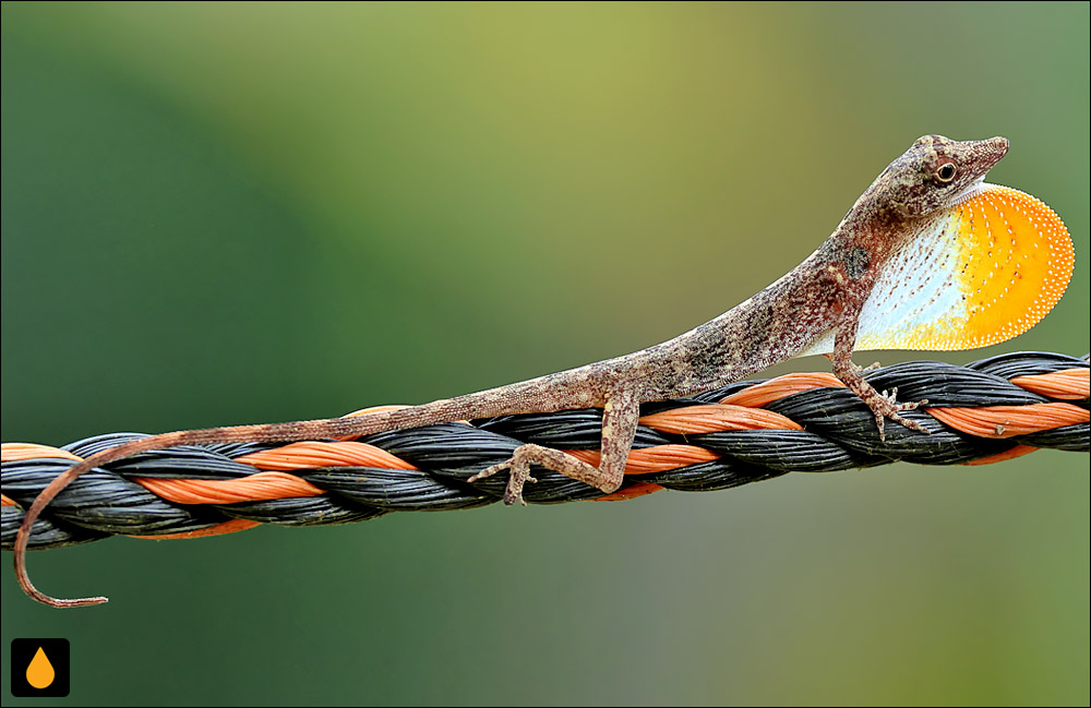 آنول پاناماسیتی