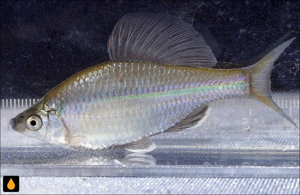 Acheilognathus imberbis
