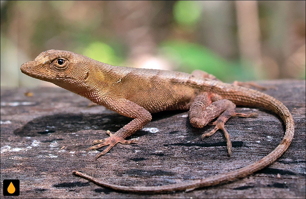 آنول پولکدار بزرگ
