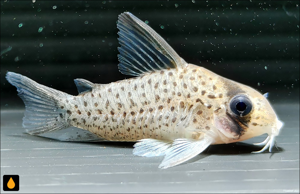 Corydoras atropersonatus