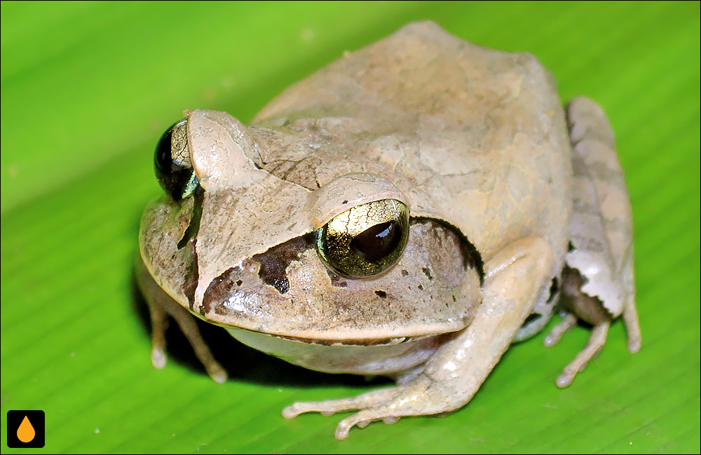 Aglyptodactylus laticeps