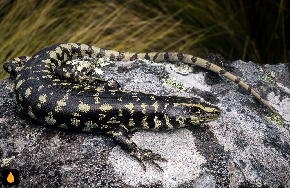 سقنقور اوتاگو