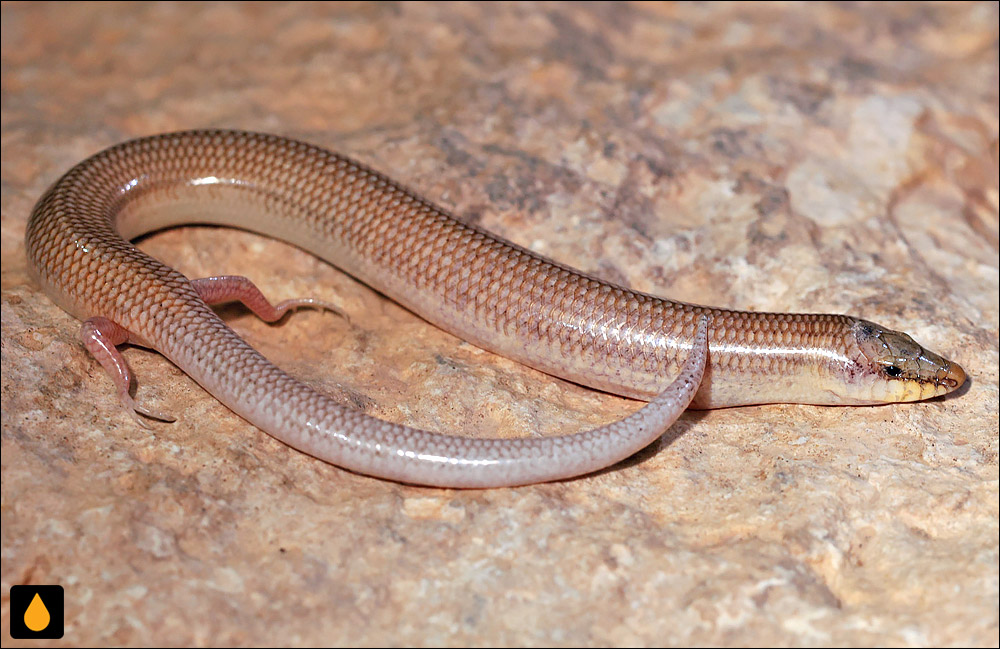 سقنقور پوزه‌گوه‌ای دومریل