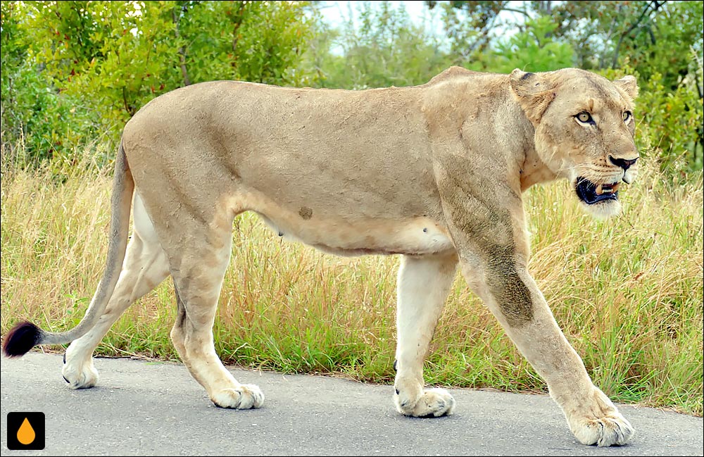 شیر (پستانداری از خانواده‌ی گربه‌ایان)