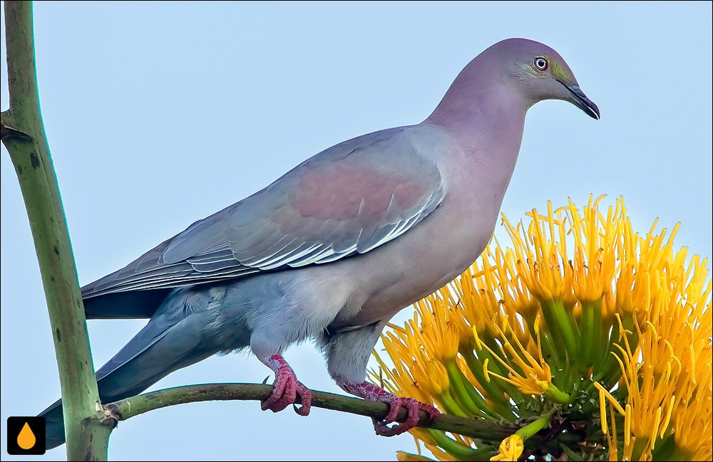 کبوتر ساده