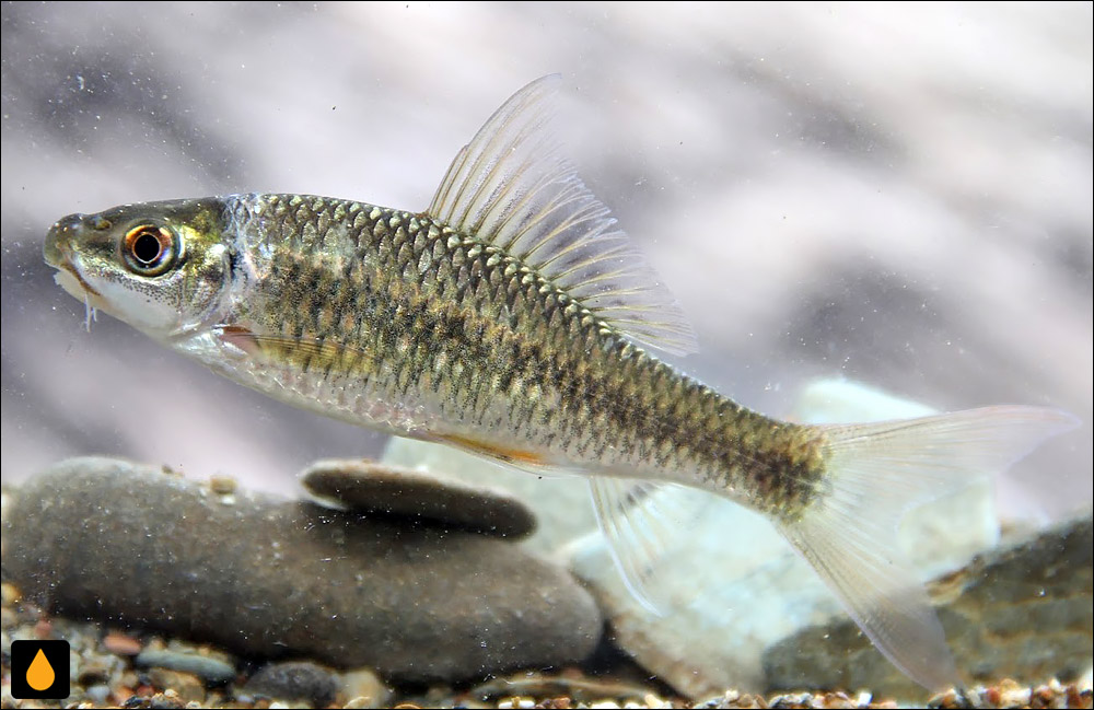 Osteochilus microcephalus