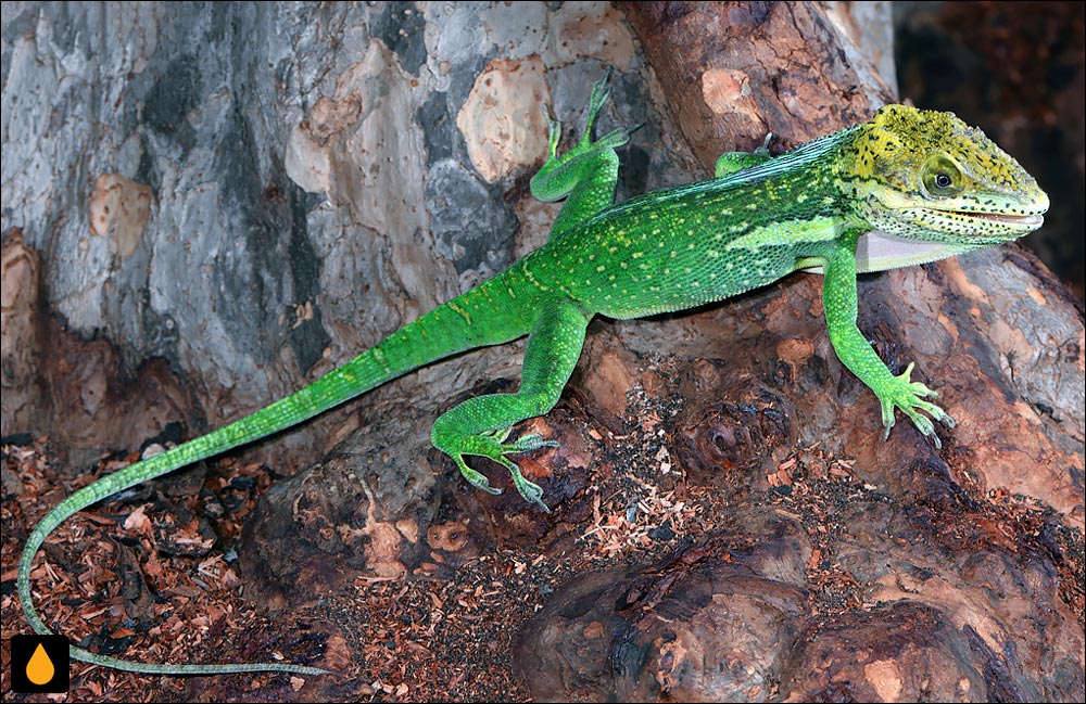 آنول اسمالوود (آنول غولپیکر سبزلکه)