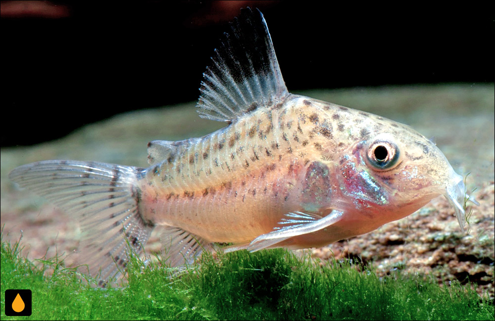 Corydoras cruziensis