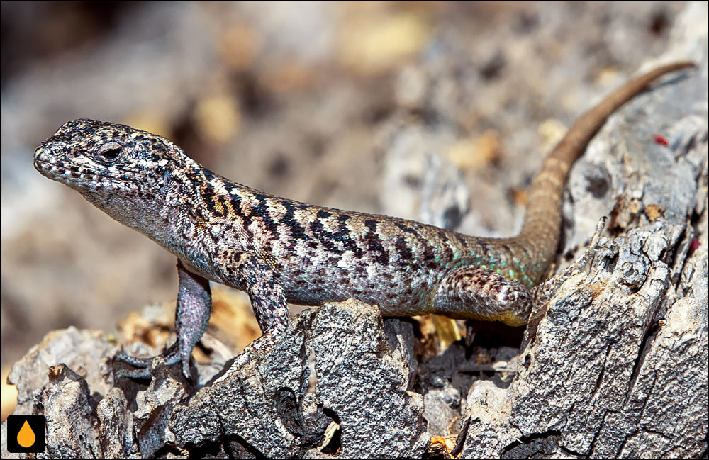 مارمولک هموارگلوی نگارین شمالی