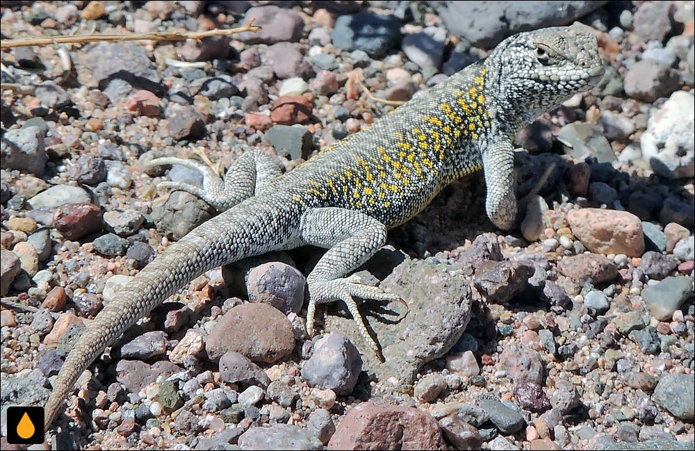 ایگوآنای درختی الئودور