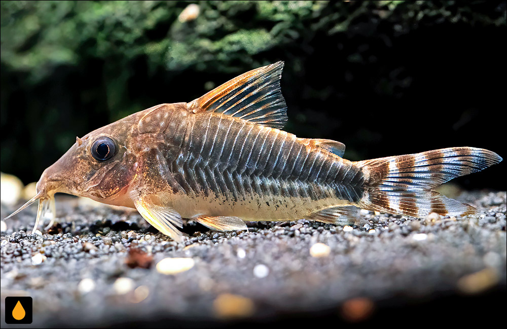 Corydoras seussi