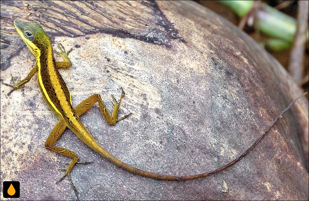 آنول بوته‌ای زیتونی