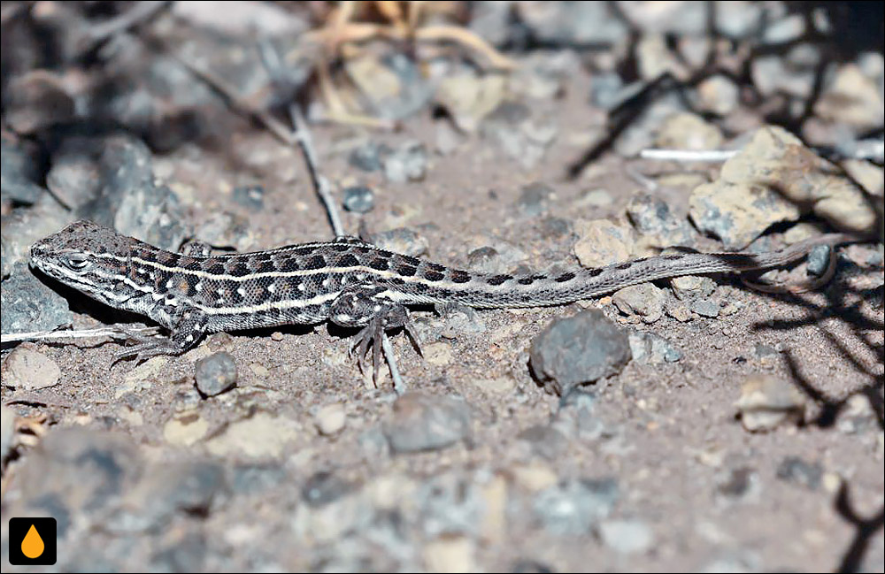 ایگوآنای درختی پیراسته