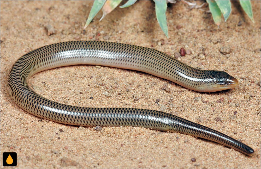 سقنقور بی‌پای لاغردم (سقنقور بی‌پای باریک‌دم)