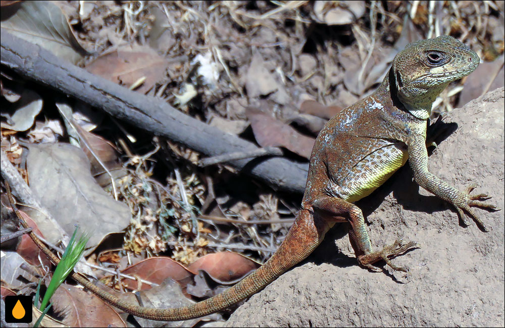 غرغروی والریا