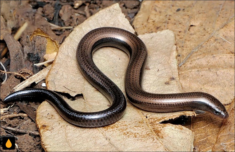 سقنقور دالانساز کوتولهی موزامبیک