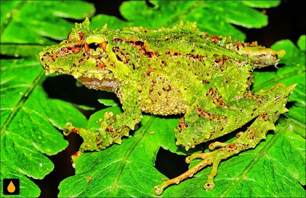 Pristimantis tribulosus