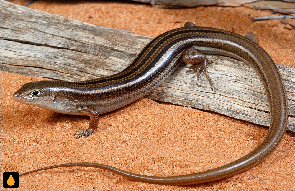 گوش‌شانه‌ای کوتاه‌پنجه