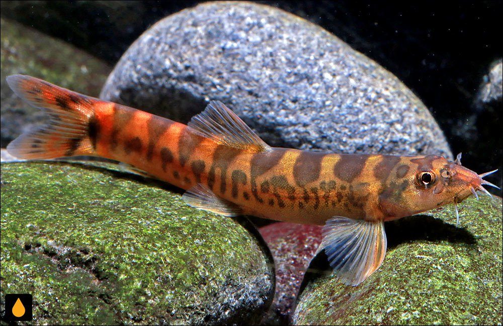 Mesonoemacheilus petrubanarescui