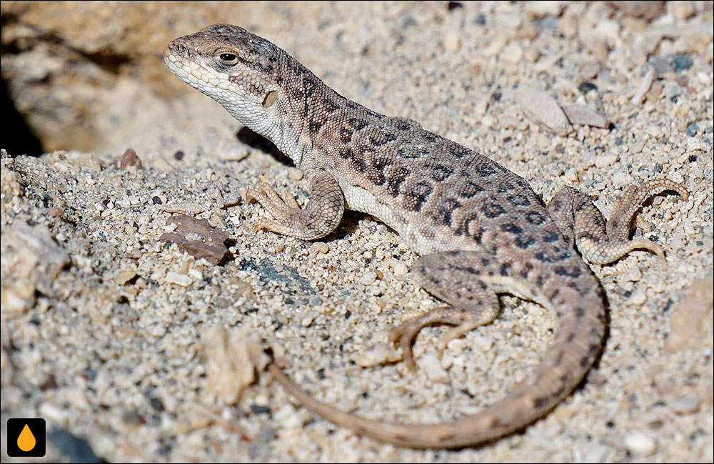 ایگوآنای درختی اشمیت