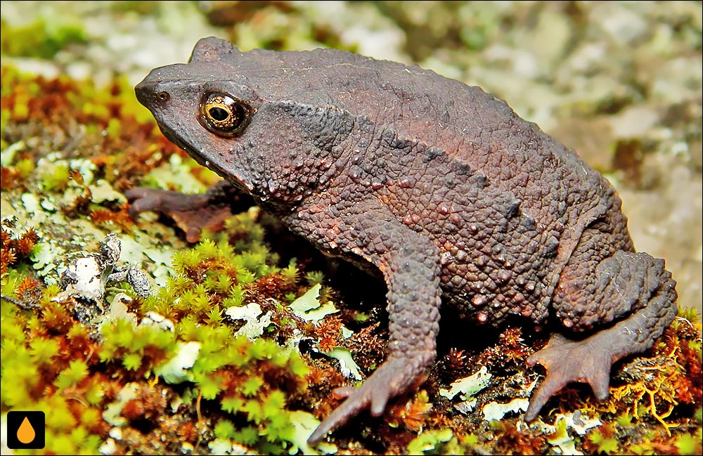 Rhinella ruizi