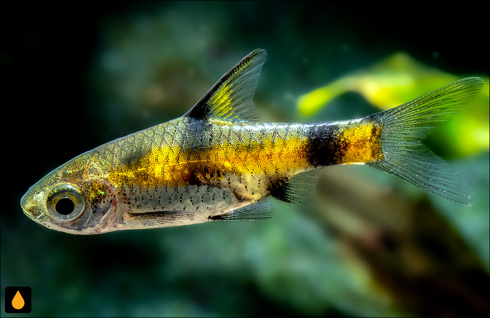 Pethia aurea