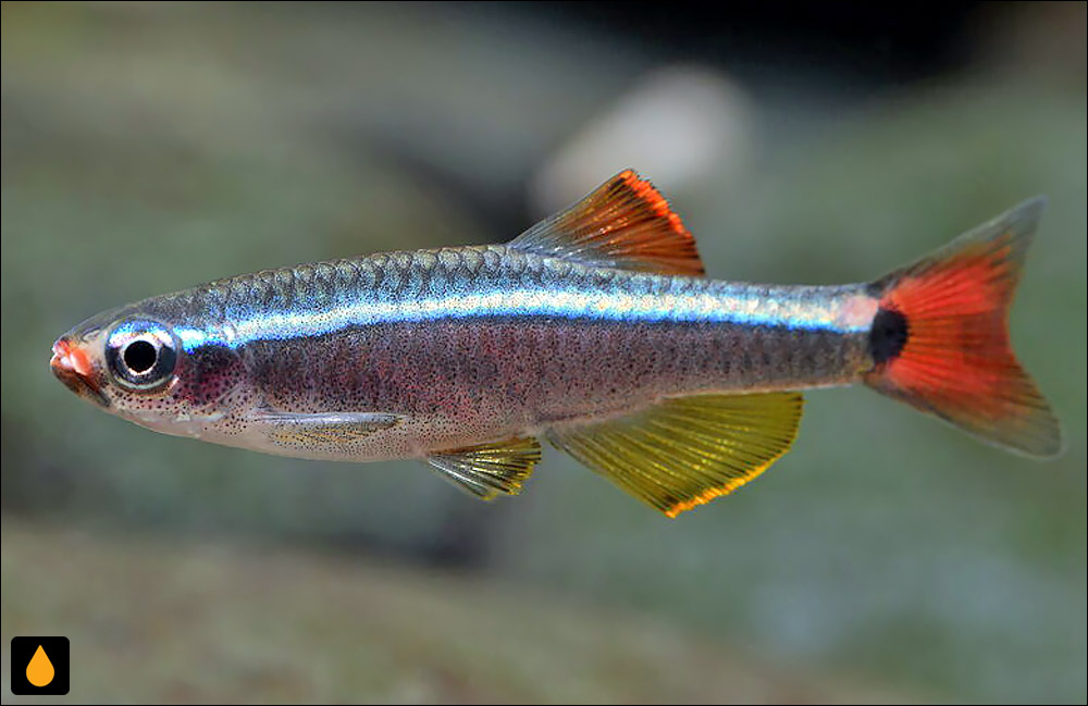 Tanichthys flavianalis