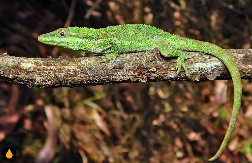 آنول تکنداما