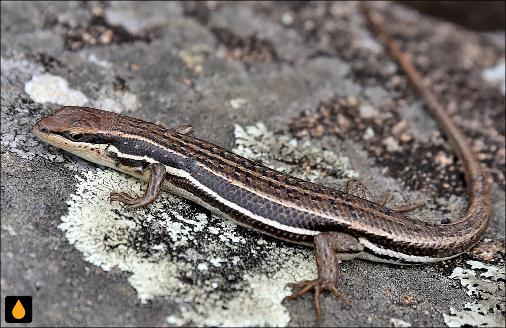 مابویای گراونهورست