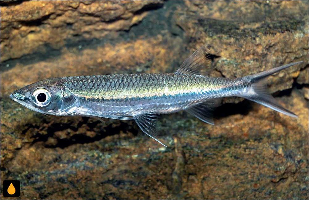 Luciosoma setigerum