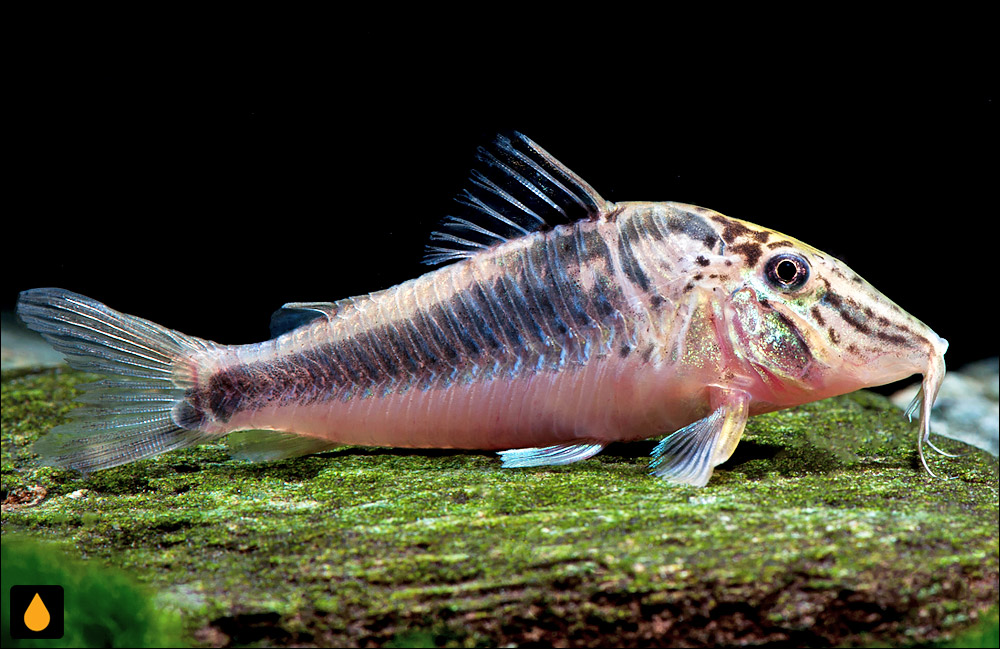 Corydoras semiaquilus