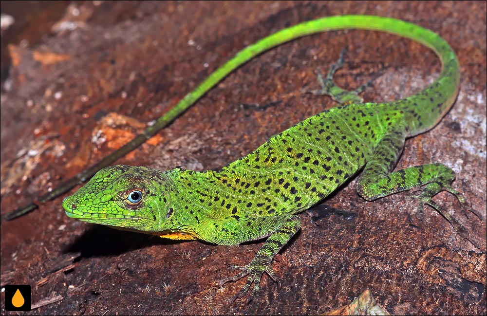 آنول درختی نواری