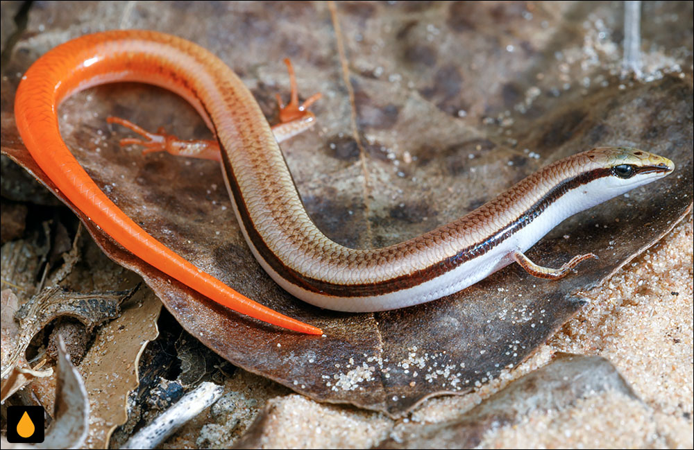 لغزنده‌ی دشت دامپیرلند