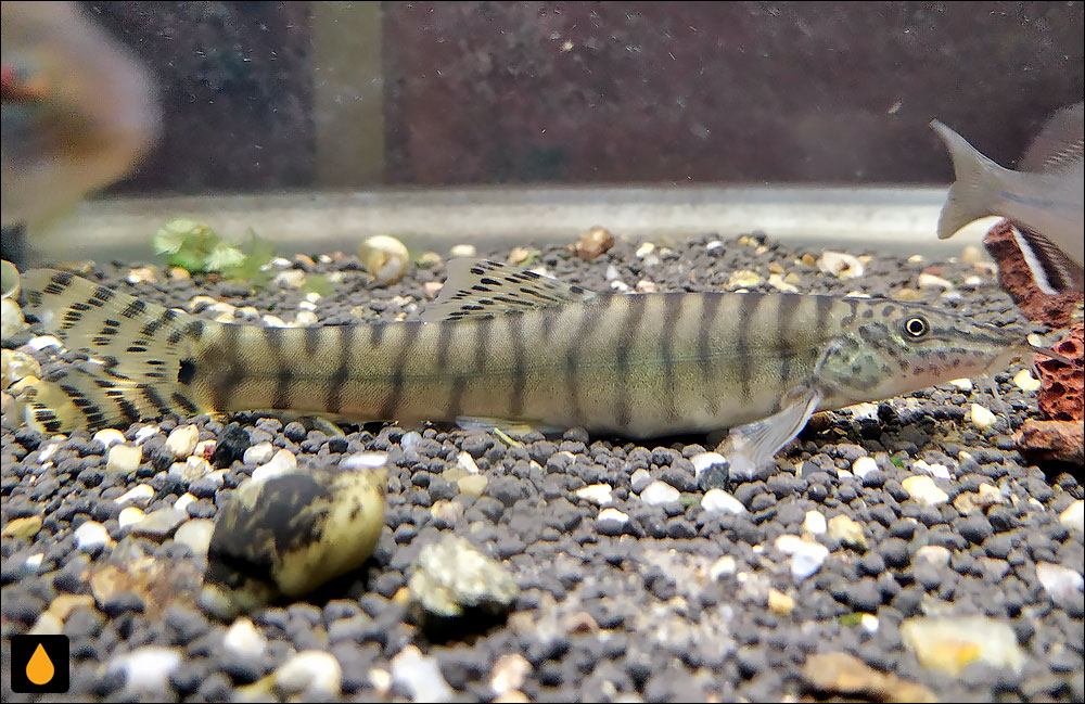 Parabotia dubius