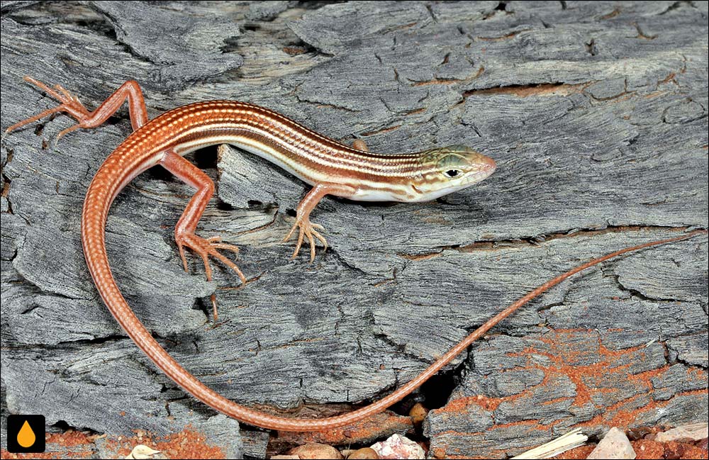 گوش‌شانه‌ای ریزپوزه‌ی دم‌نارنجی