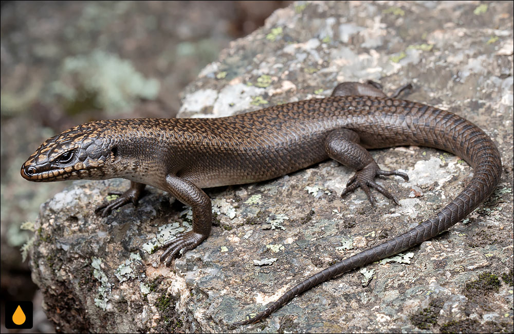 سقنقور صخره‌ای سیاه