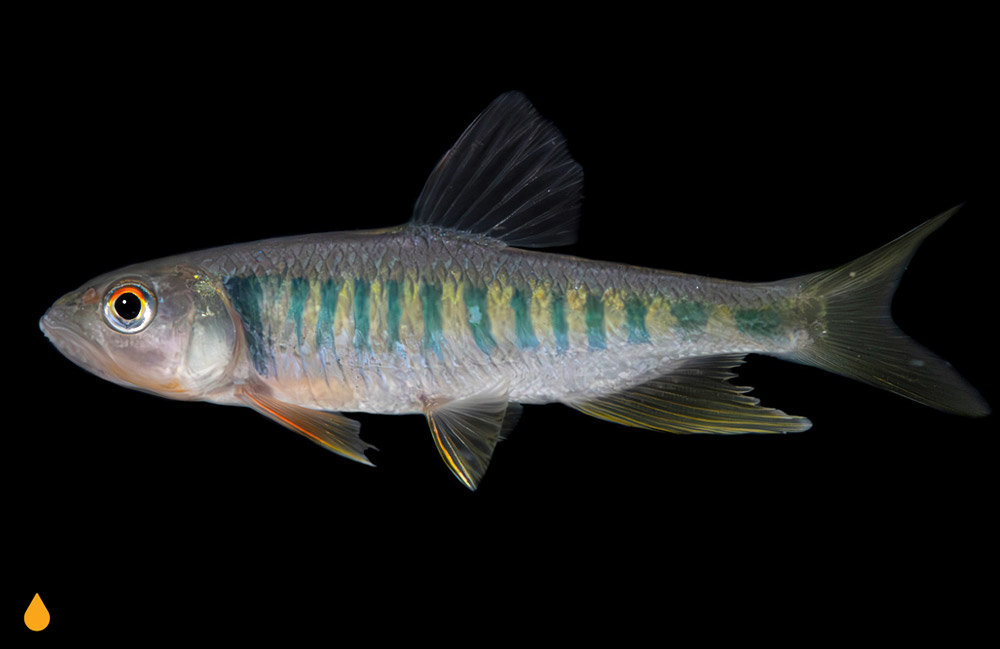 Opsariichthys hainanensis