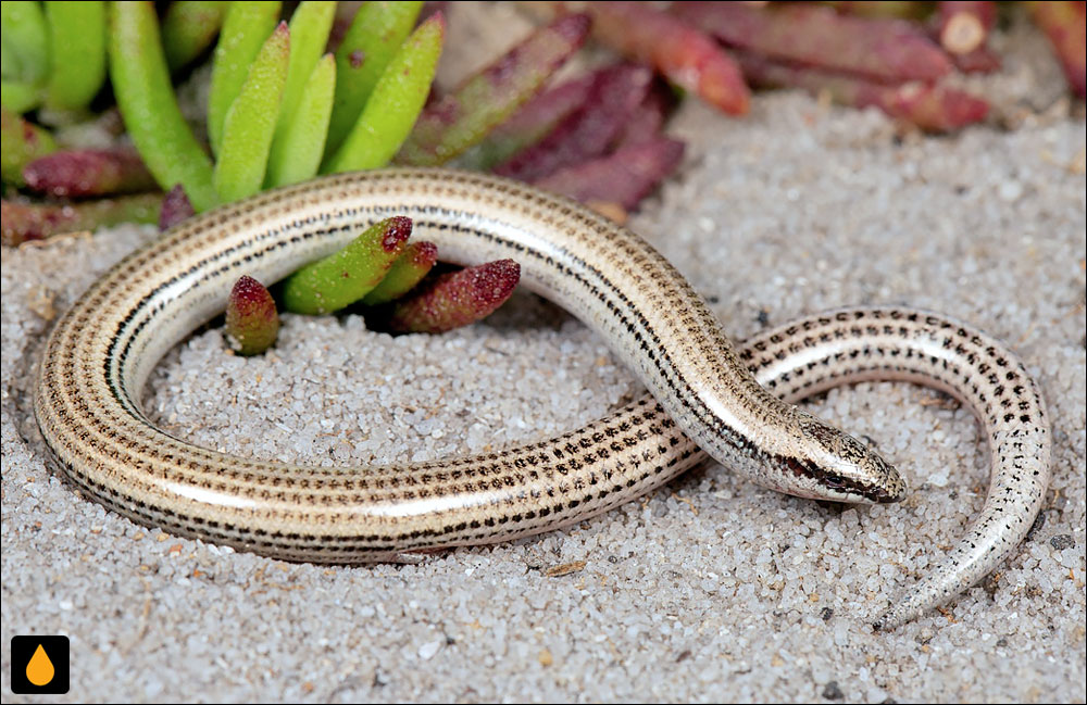 سقنقور دالانساز کوتولهی نقرهای (سقنقور دالانساز معمولی)