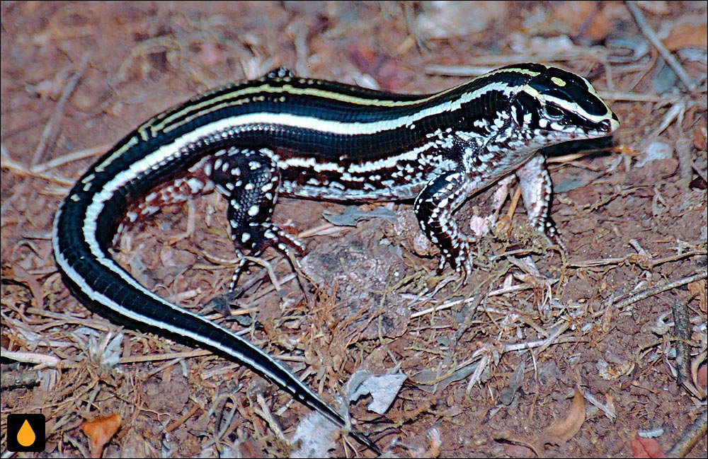 مارمولک کمربنددار سه‌خط