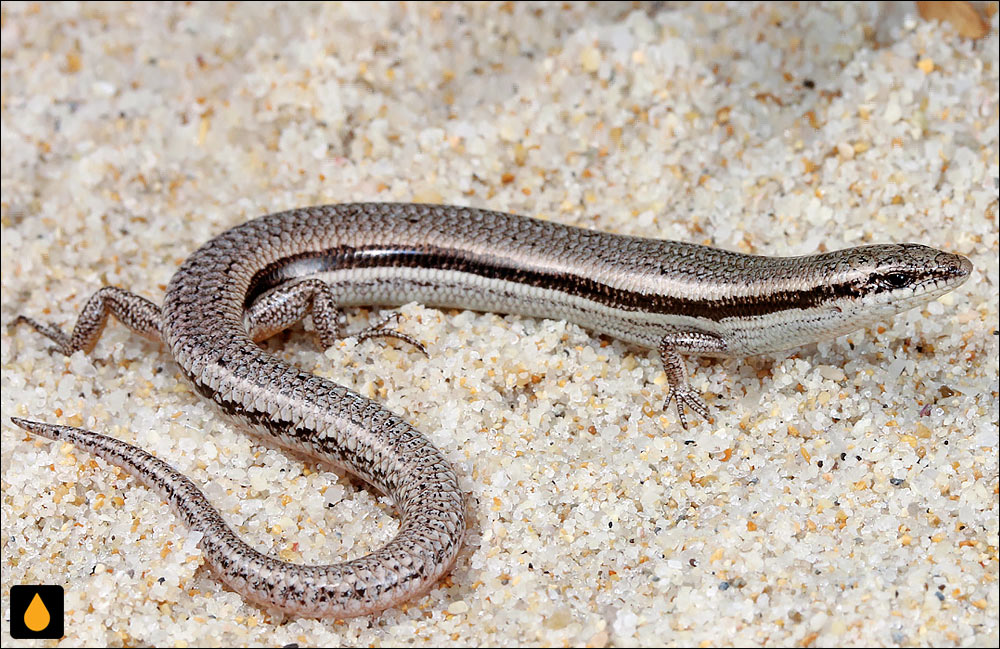 لغزنده‌ی جنوب غربی