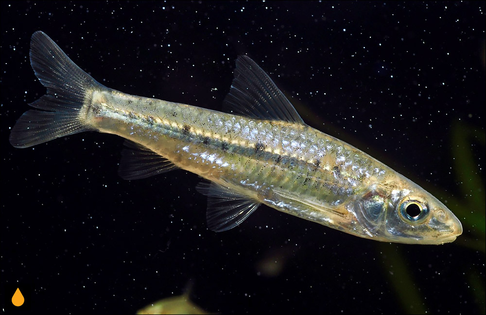 Squalidus multimaculatus