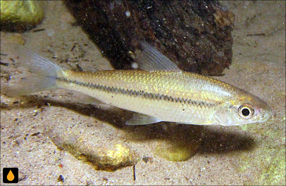 Steindachnerina brevipinna