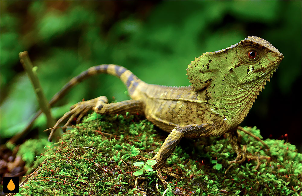 باسیلیسک کلاهخودی گواتمالایی