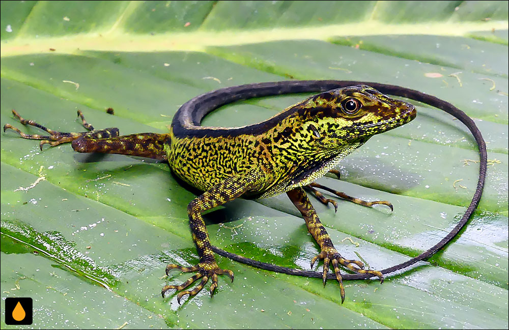 آنول دراکولا