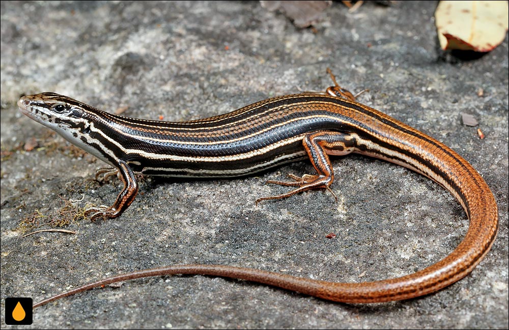 گوش‌شانه‌ای دم‌مسی